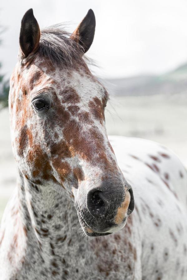 Wild Horses Lodge Harrismith Exteriör bild
