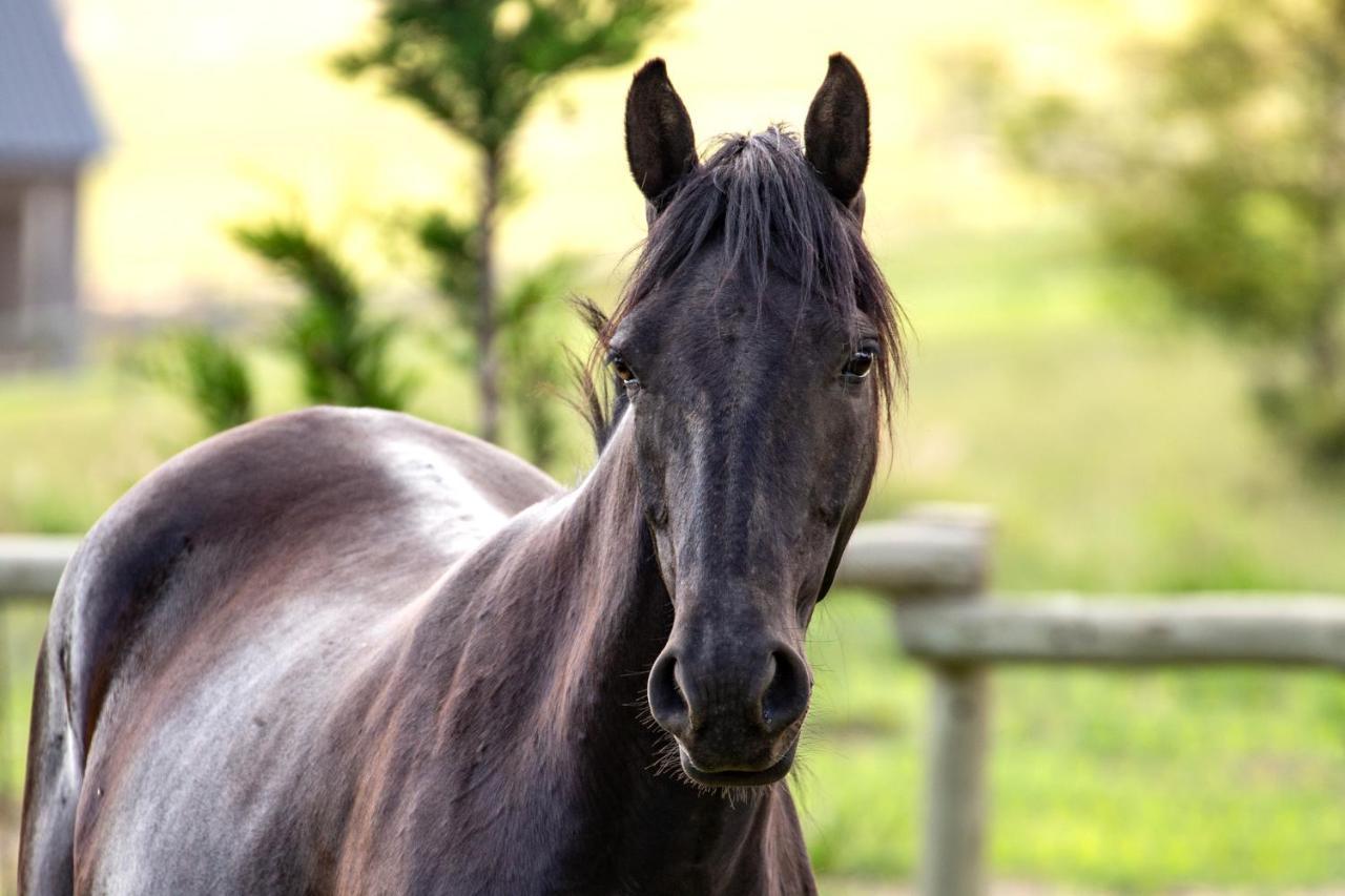Wild Horses Lodge Harrismith Exteriör bild